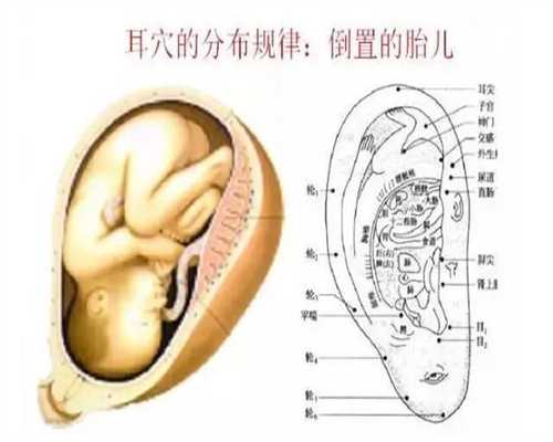 上海同性恋能代孕吗-牡蛎的功效与作用