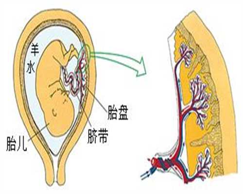 上海子宫肌瘤代孕费用多少-银耳的功效