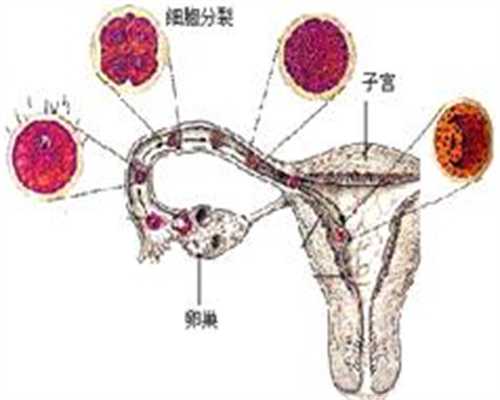 上海找代孕中介电话-十一个月的宝宝能不能吃杨桃