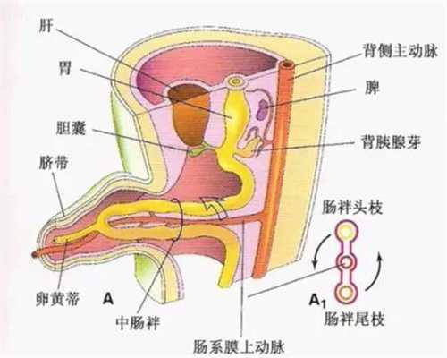 上海个人代孕电话-运城玛丽医院：意外怀孕做人流前该做点什么