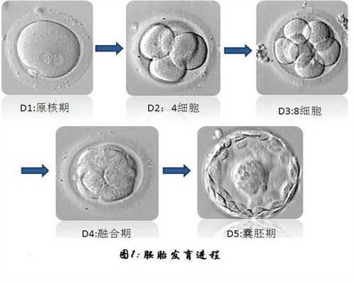 上海代孕哪里有做-怀孕头2个月首次B超不见胎心，暗示着两种情况，一好一坏