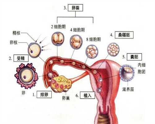 上海代孕怎么提取精子和卵子-【男性同房过度的后果】