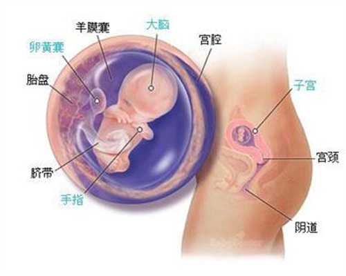上海谁需要找代孕妈-怀孕拉肚子的饮食注意事项