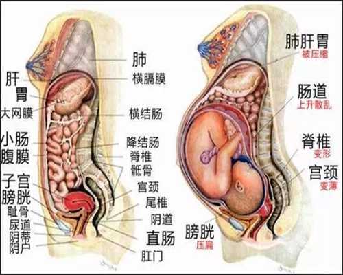 上海代孕双胞胎如何收费-胎儿股骨短小怎么办