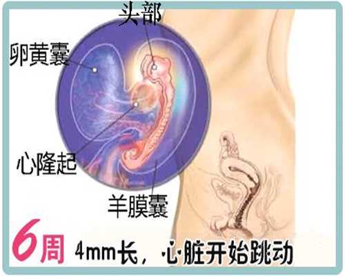 上海正规试管代孕多少钱-备孕