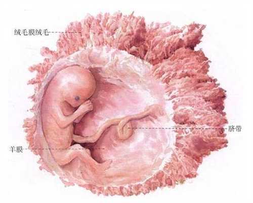 上海代孕中心需要多少钱-乳房