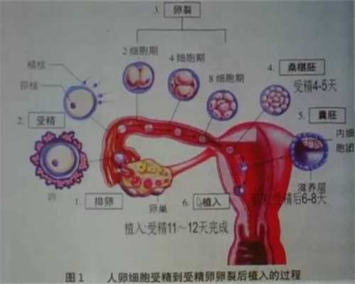 上海代孕医学技术_上海代孕产子怎么样