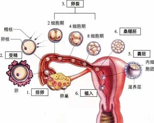 代孕法律上怎么规定_上海最好